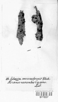 Sphaeria verrucaeformis image